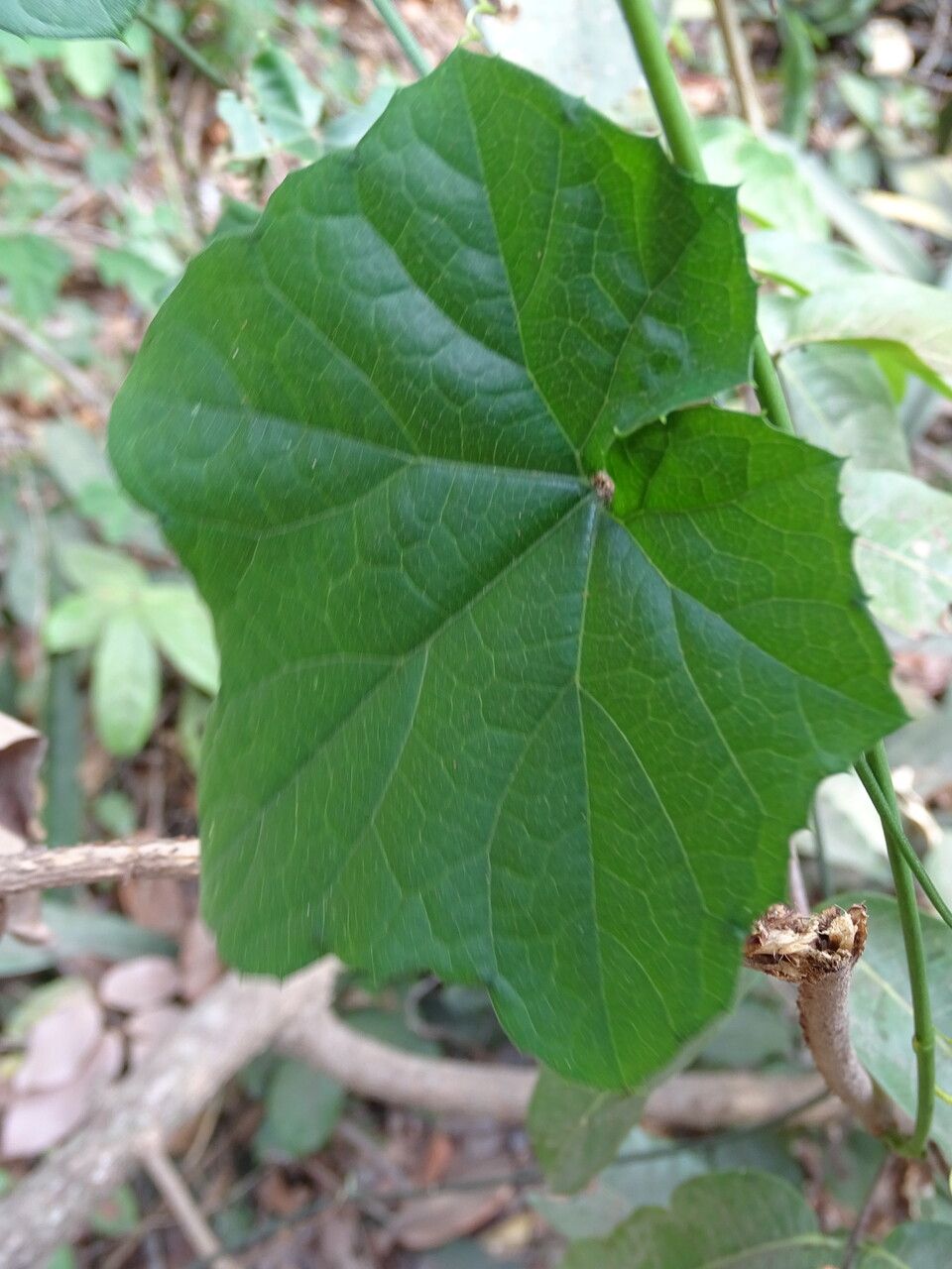 Cayaponia africana — related species from the same genus