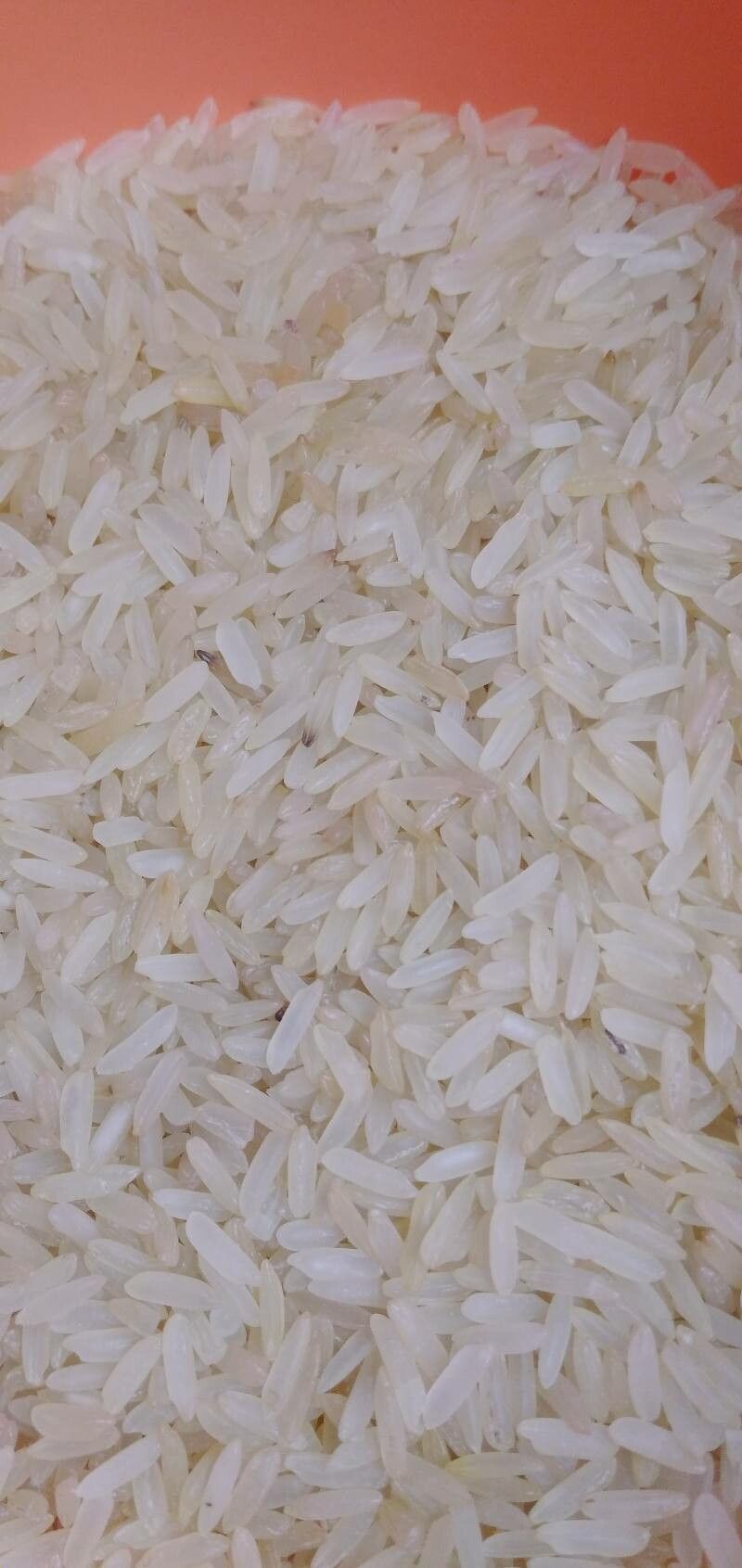 Oryza glaberrima fruit