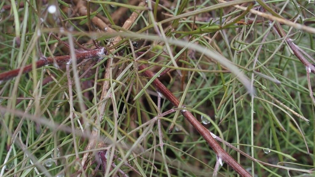 Tolpis succulenta — search result for 'Azores'