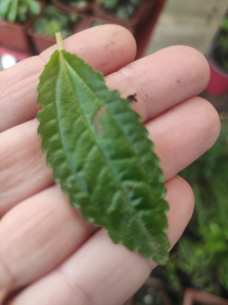 Pilea elegans — search result for 'Pilea'