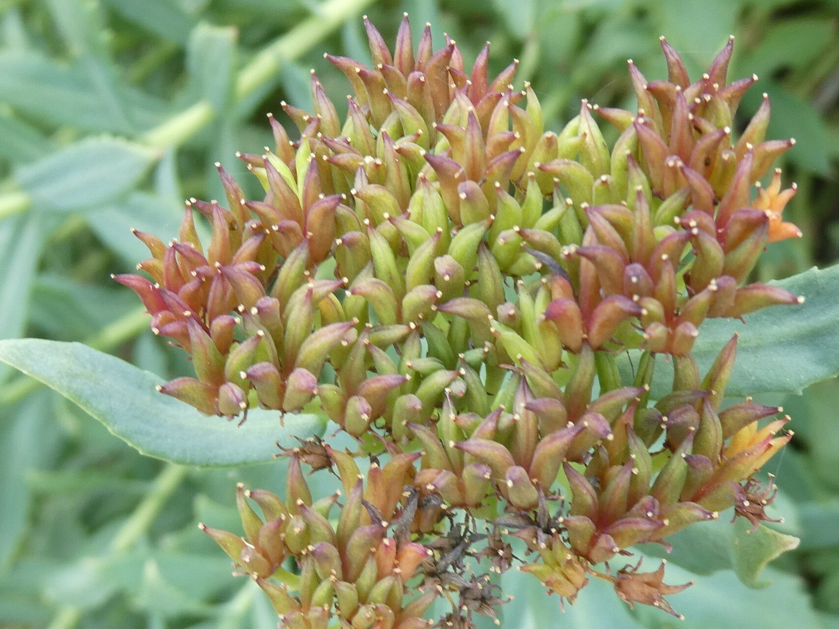 Sedum roseum fruit
