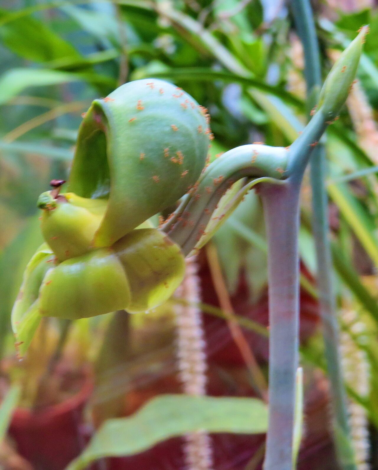 Catasetum sanguineum flower