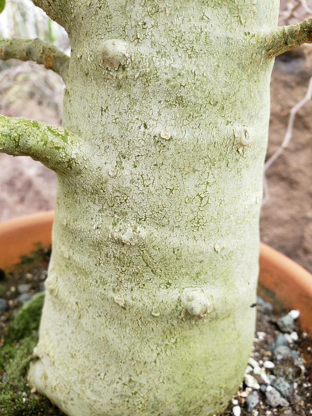 Dorstenia gigas bark