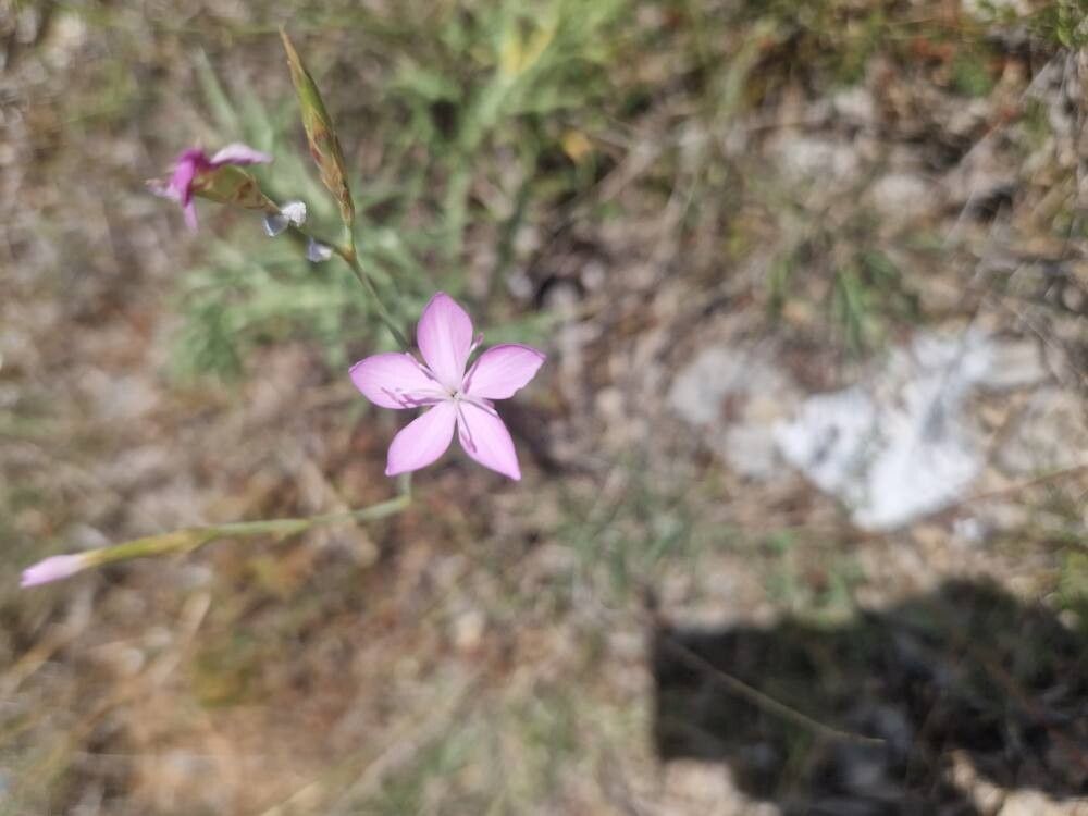 Dianthus ciliatus flower