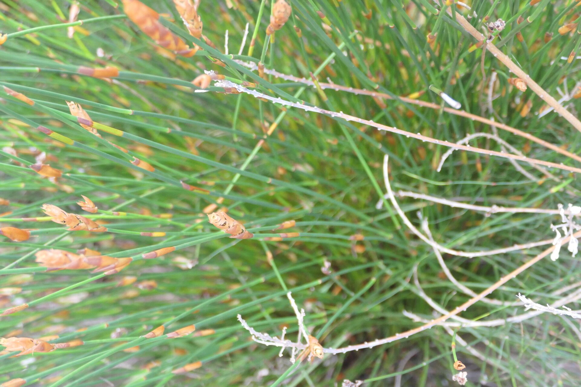 Elegia persistens habit