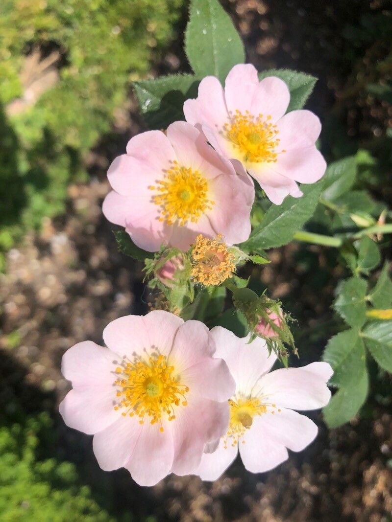 Rosa obtusifolia flower