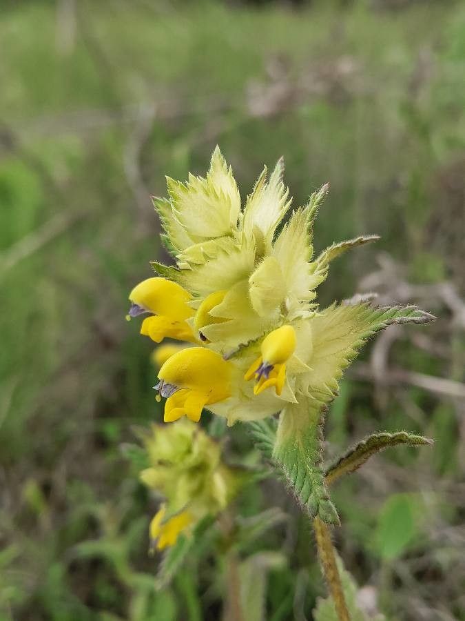 Rhinanthus rumelicus flower