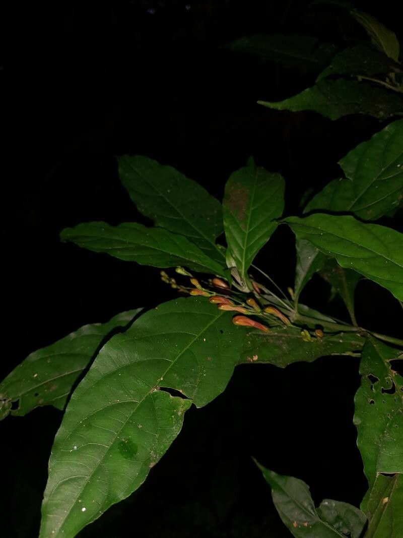 Justicia macrantha — houseplant care guide