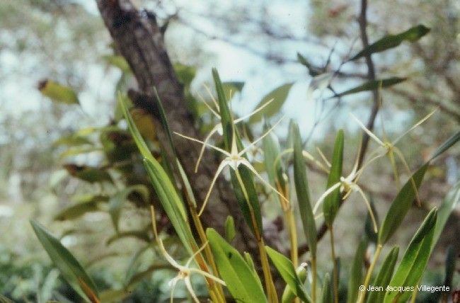 Dendrobium ou-hinnae flower