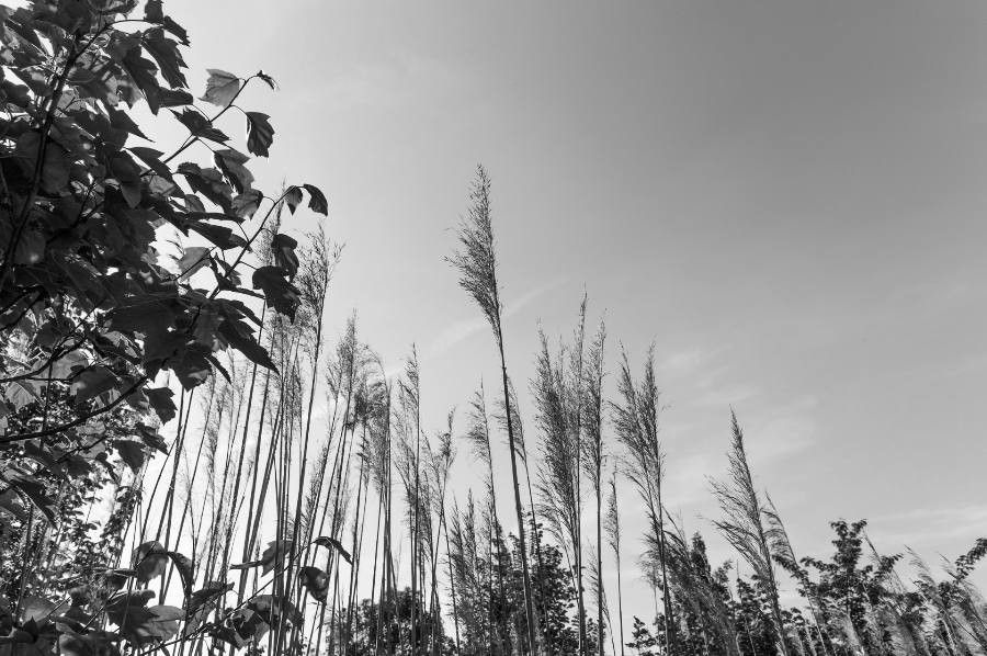 Saccharum spontaneum leaf