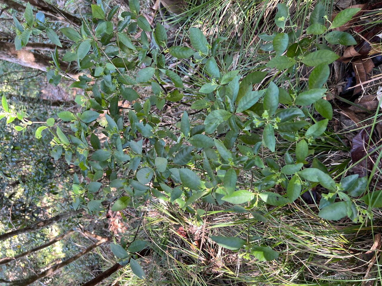 Psychotria nekouana leaf