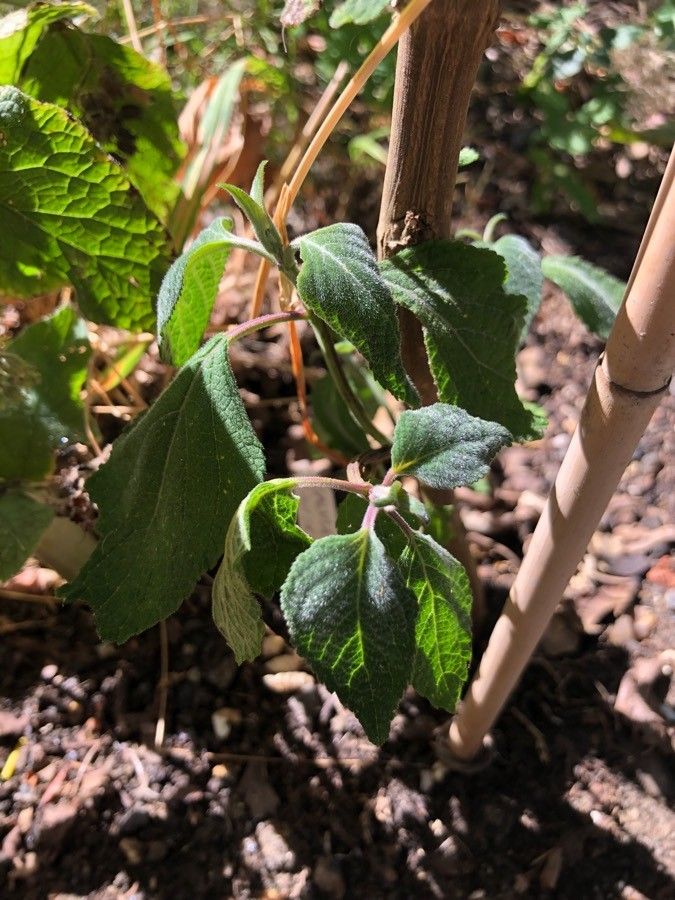 Salvia confertiflora leaf