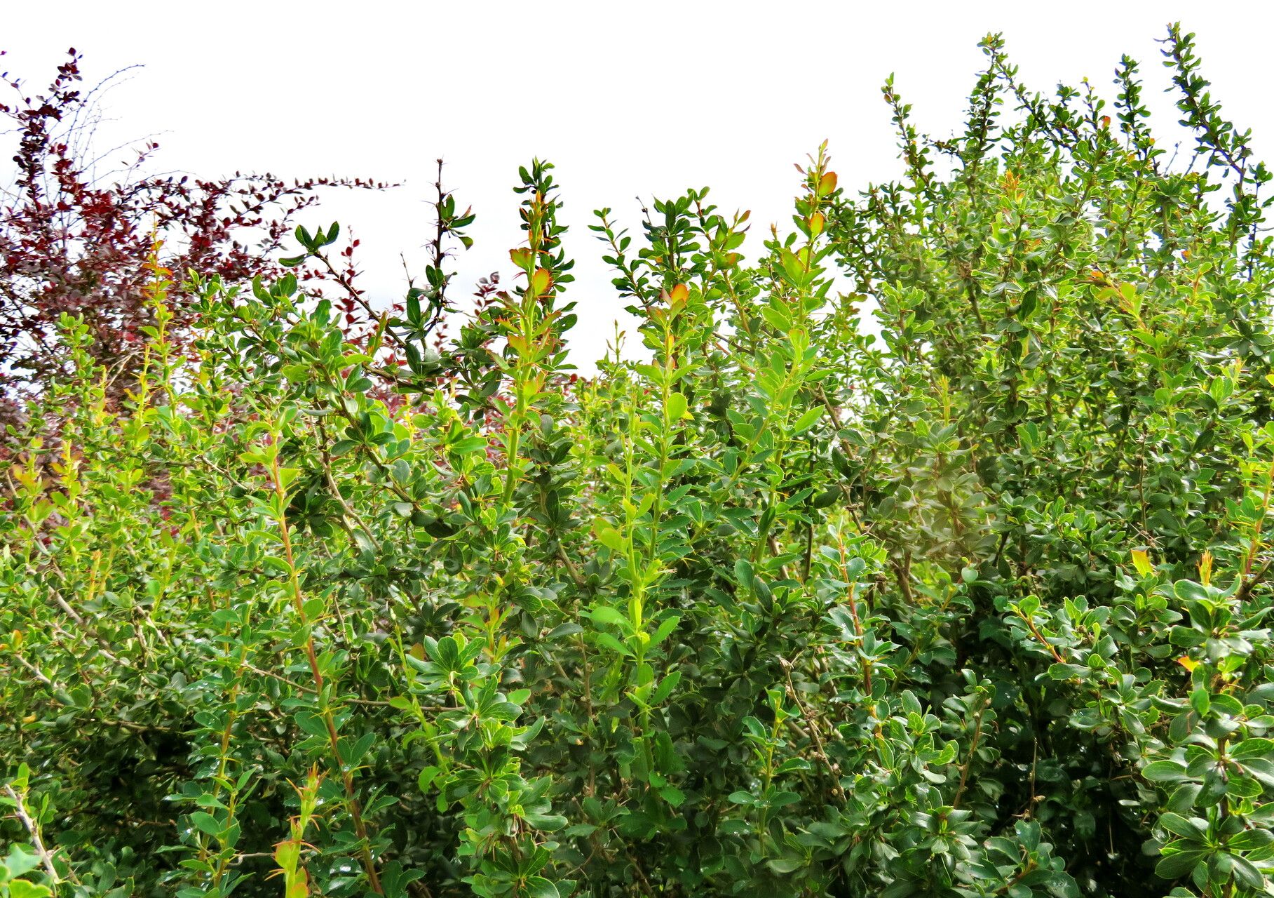 Berberis fendleri habit