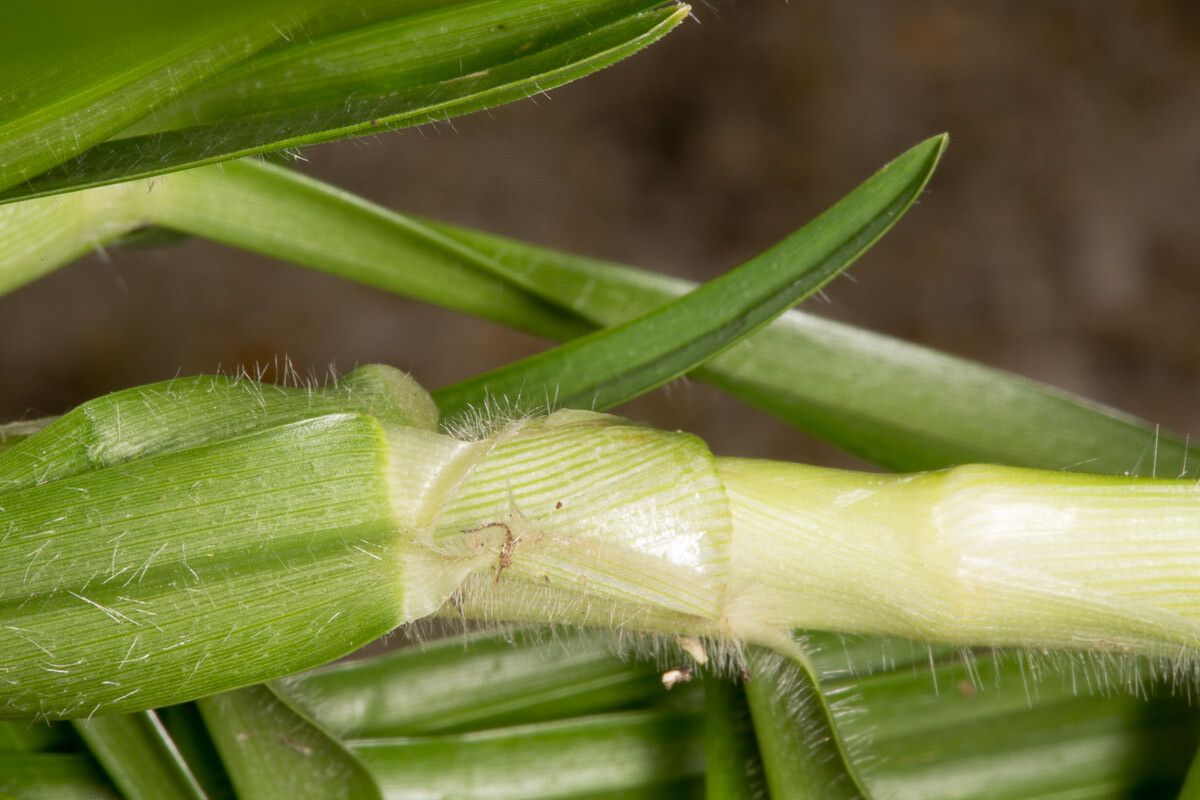 Pennisetum clandestinum bark