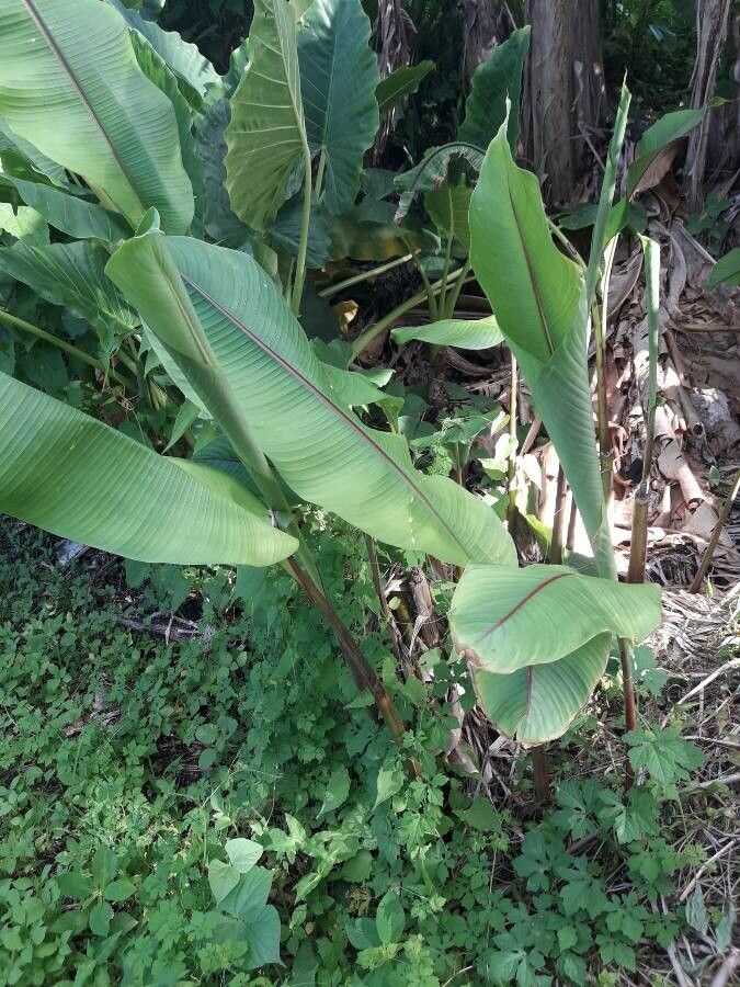 Heliconia wagneriana leaf