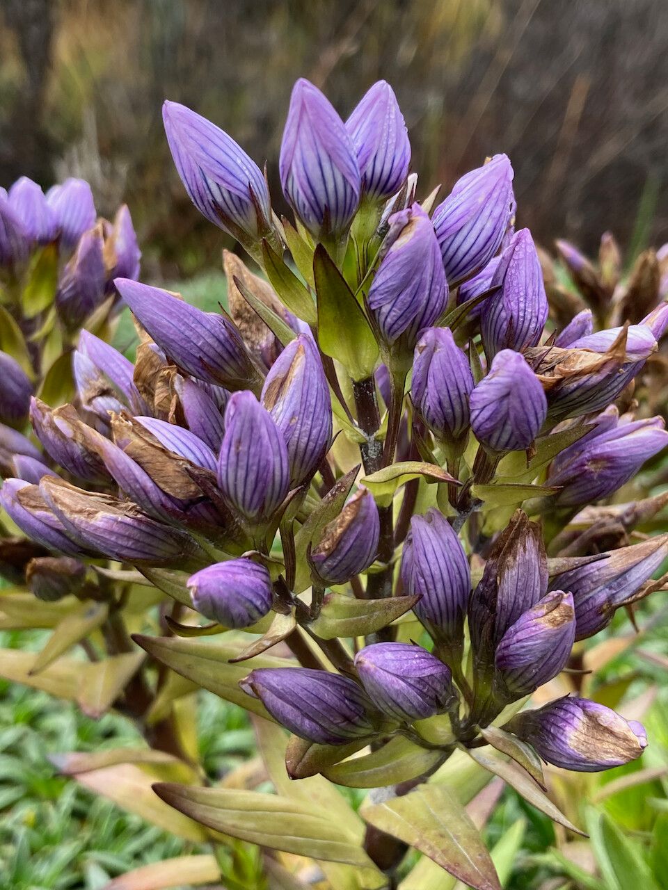 Gentianella selaginifolia flower