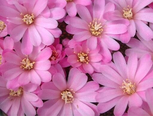 Aylostera perplexa flower