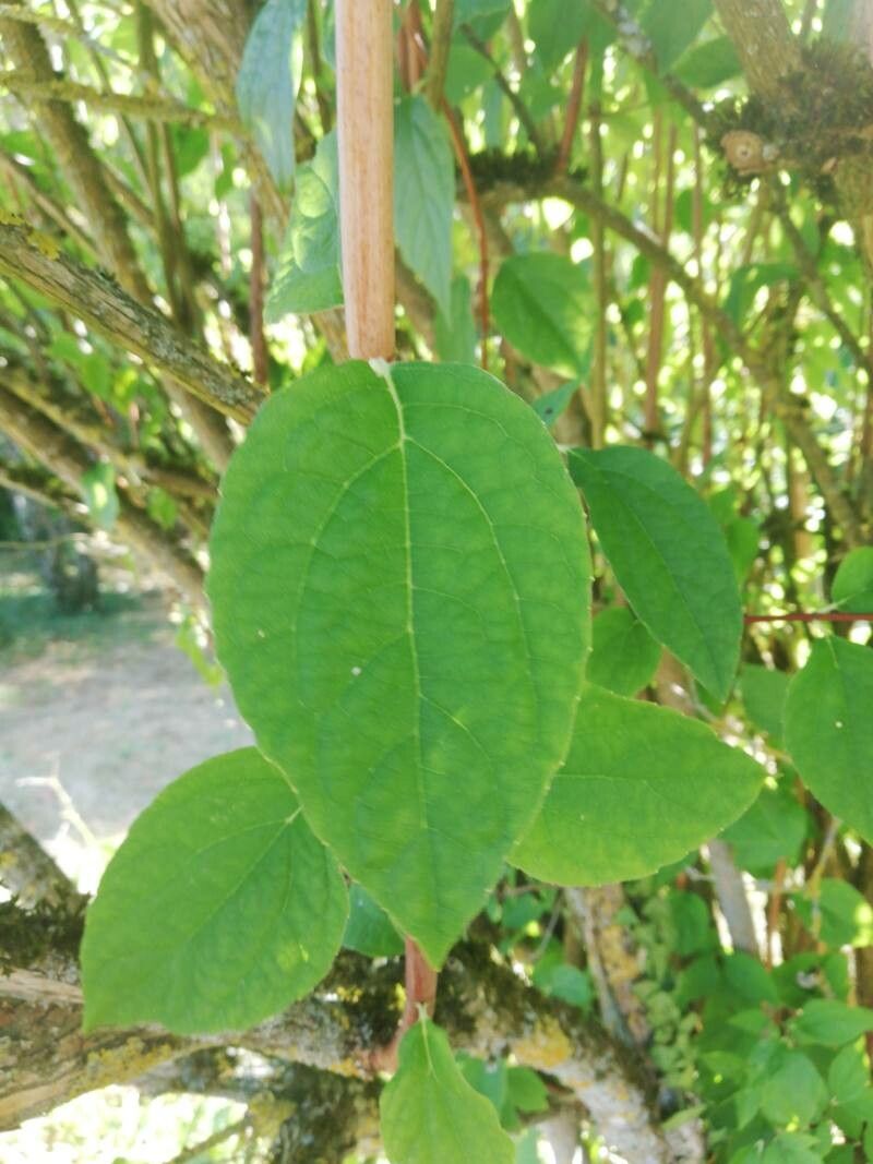 Philadelphus delavayi
