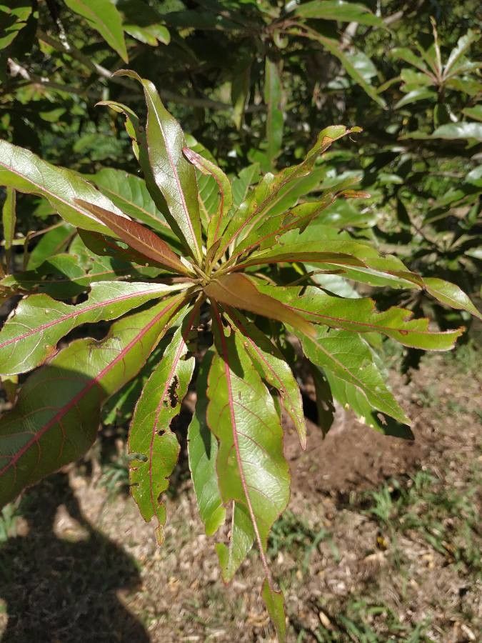 Terminalia bentzoe leaf