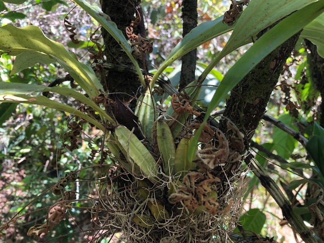 Gongora nigrita — search result for 'Gongora'