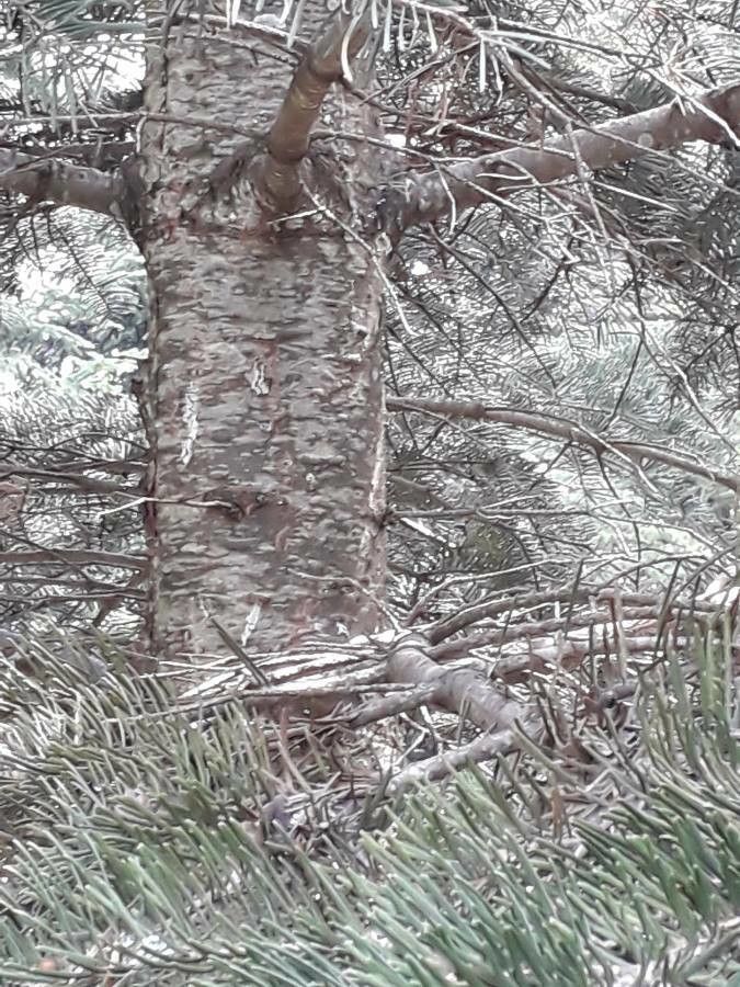 Abies concolor other