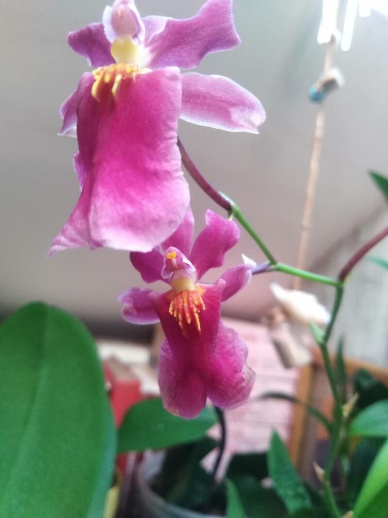 Oncidium sotoanum flower