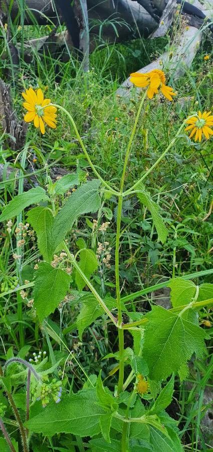 Aspilia pluriseta leaf