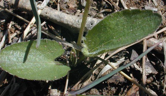 Viola sagittata bark