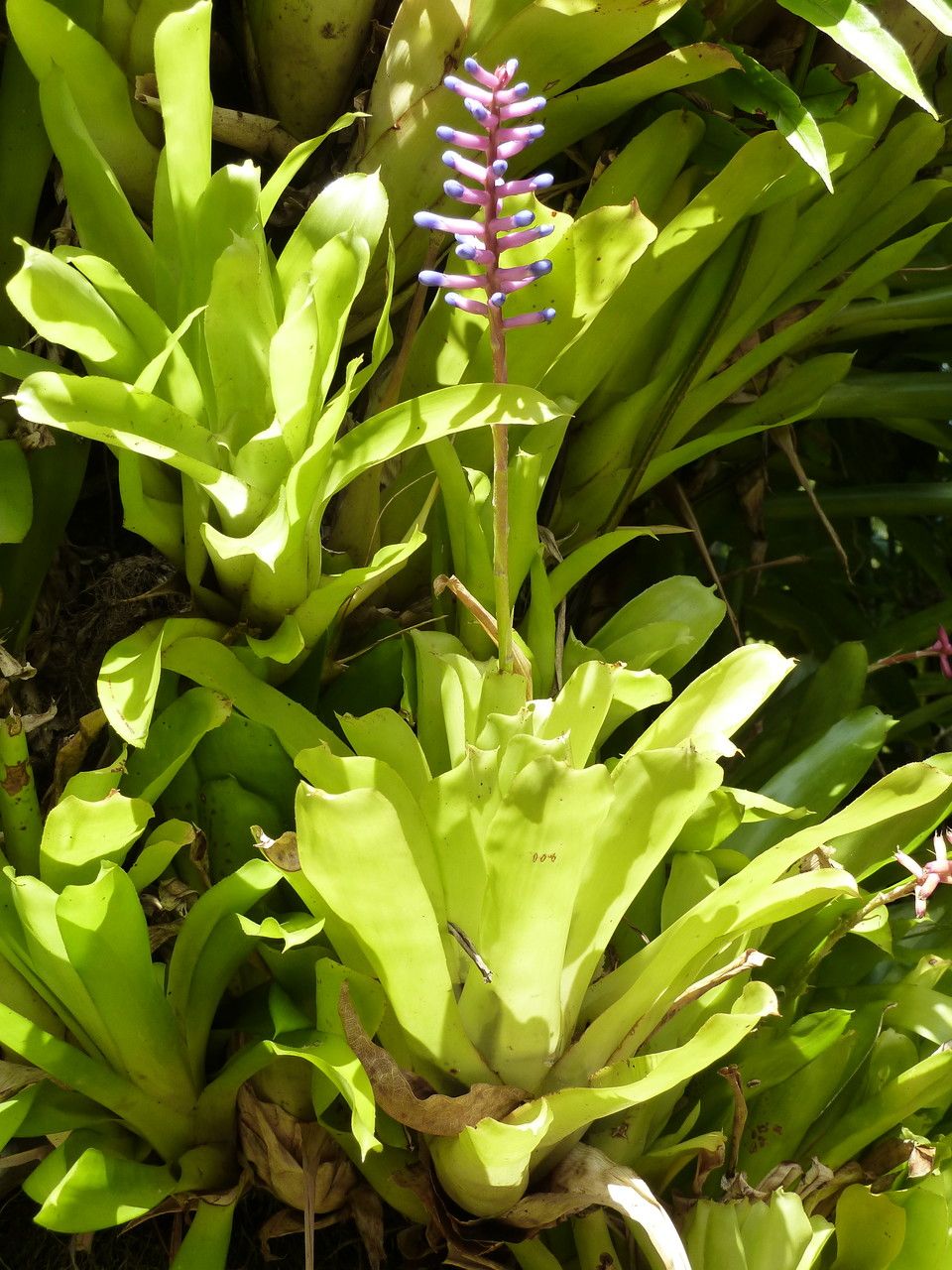 Aechmea gamosepala leaf