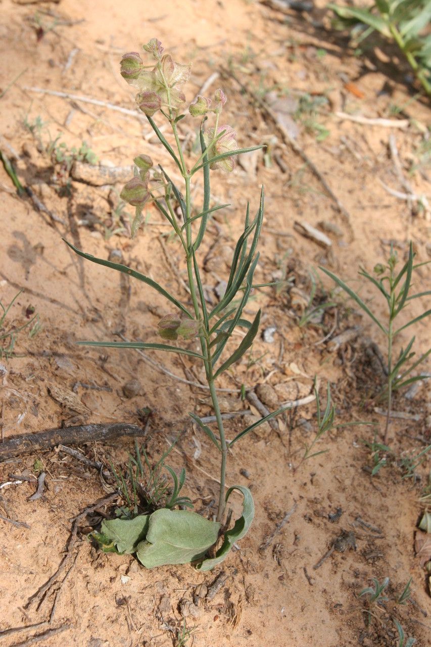 Mirabilis linearis habit