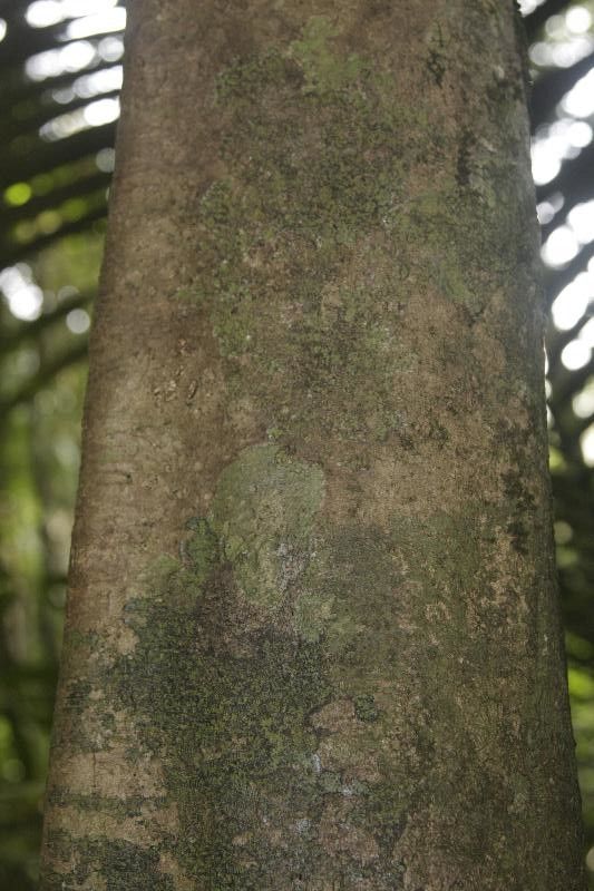 Swartzia canescens bark