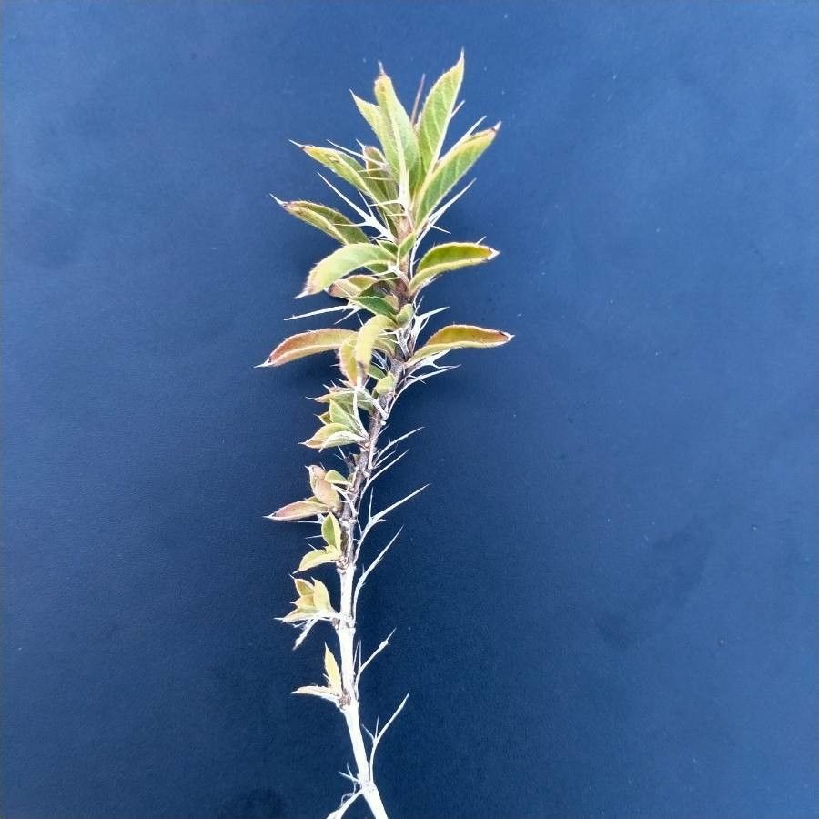 Barleria delamerei leaf