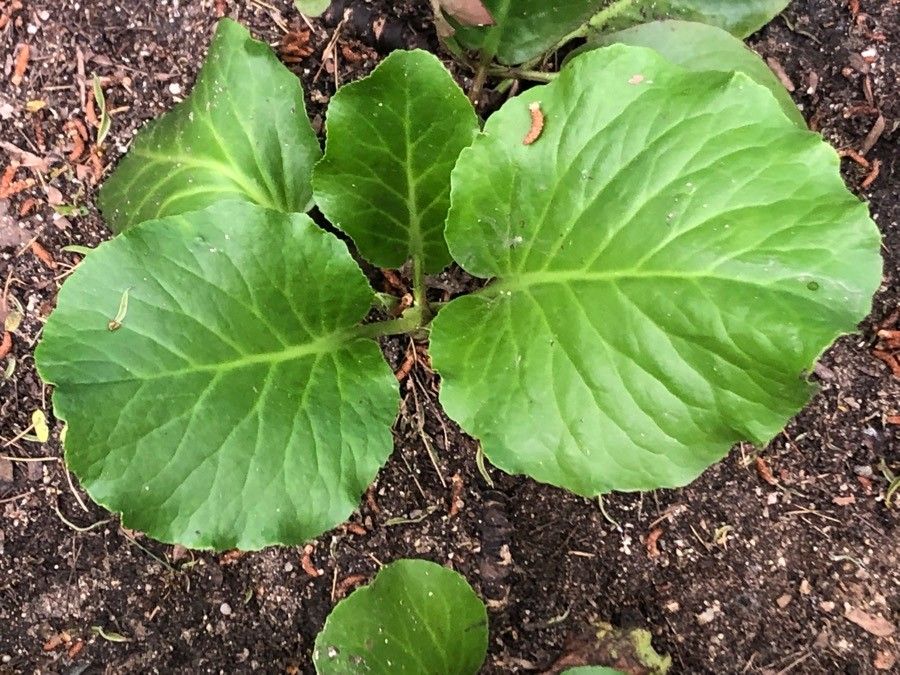 Bergenia purpurascens — search result for 'Myanmar'