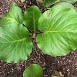 Bergenia purpurascens