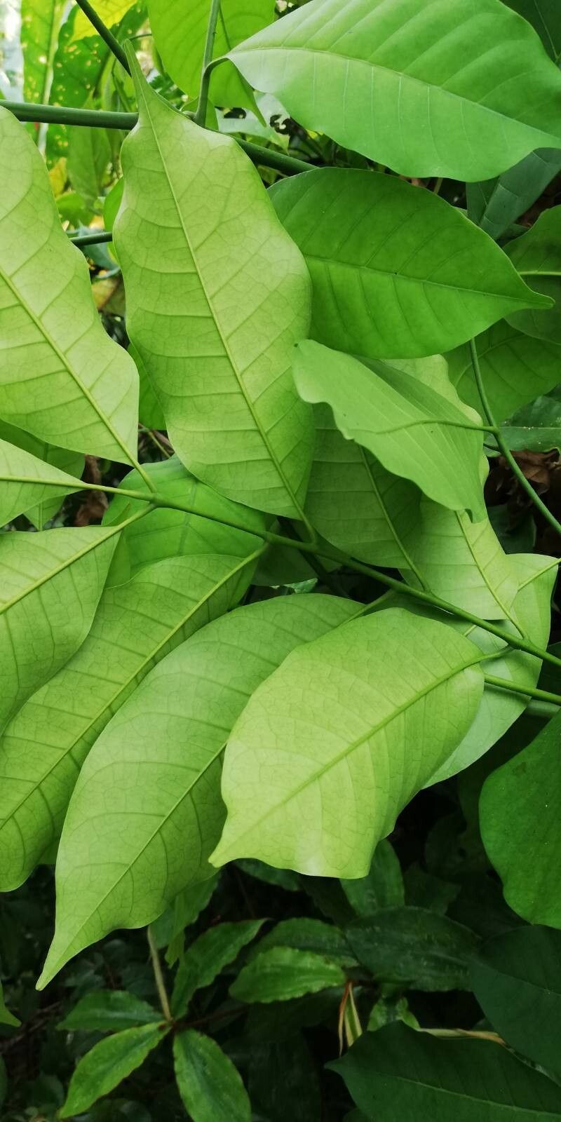 Trichilia gilletii leaf