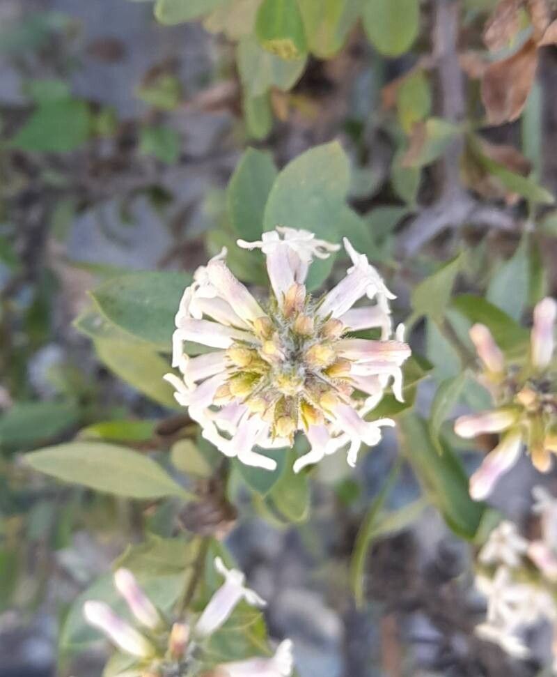 Mulguraea aspera flower