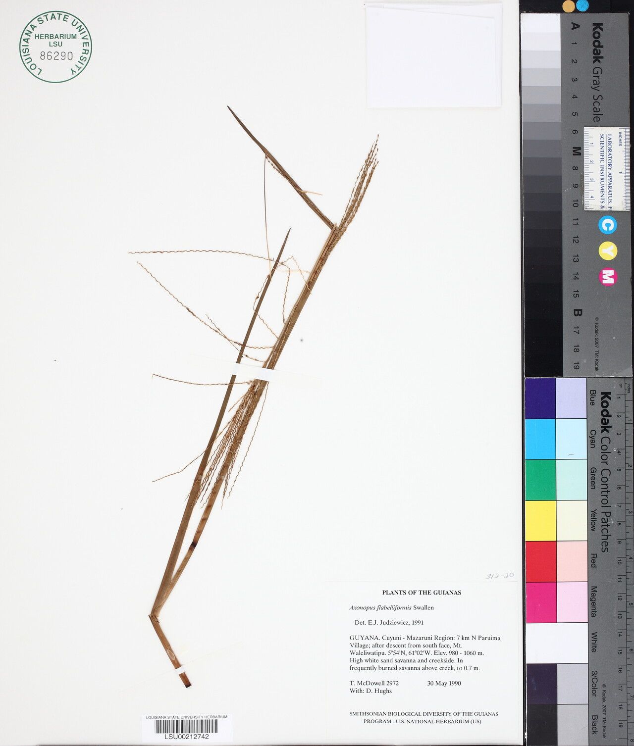 Axonopus flabelliformis — related species from the same genus