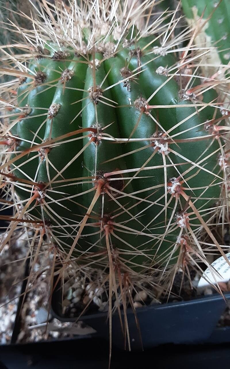 Soehrensia volliana — houseplant care guide