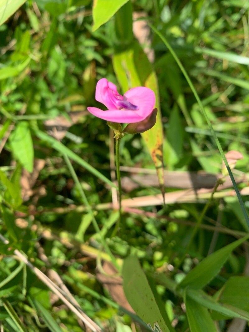 Strophostyles helvola flower