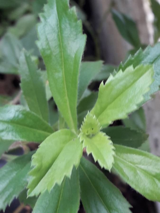 Capraria biflora — search result for 'Acanthaceae'