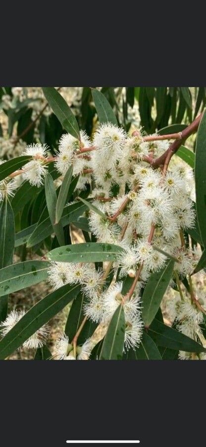 Eucalyptus viminalis flower