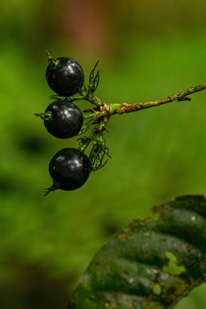 Pavetta bagshawei fruit