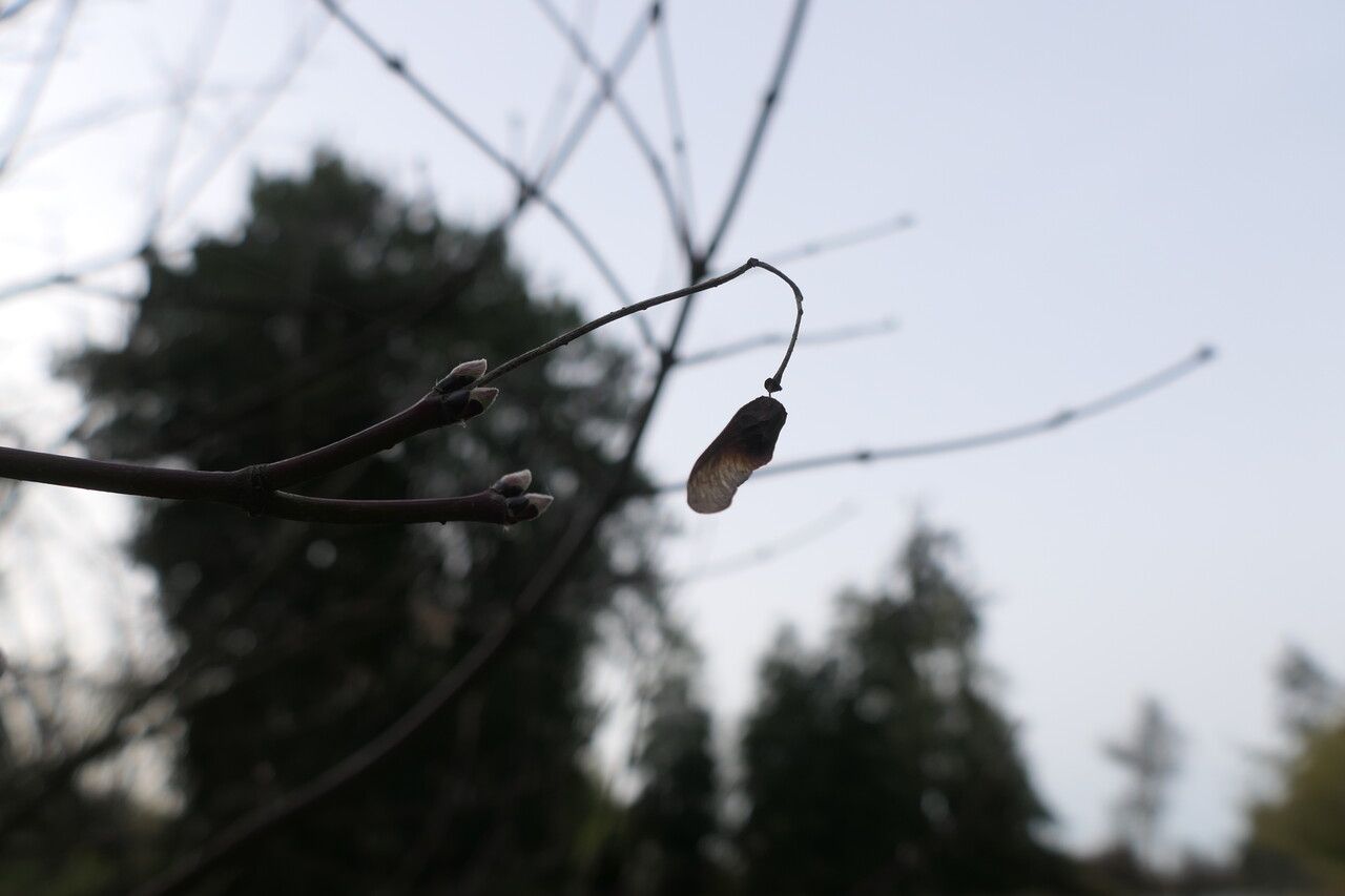 Acer circinatum fruit
