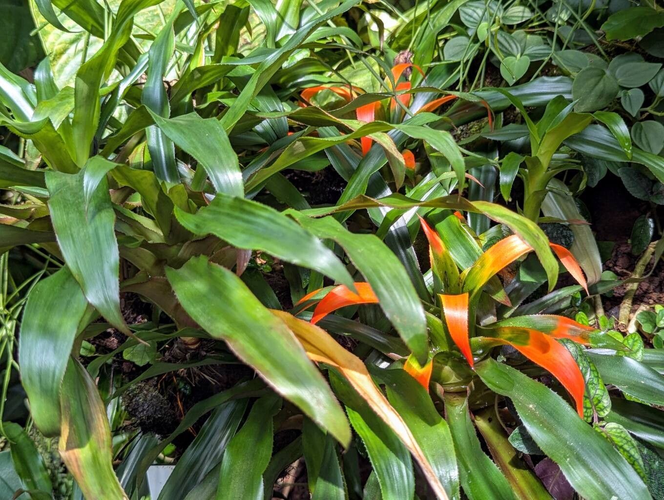 Nidularium campos-portoi habit