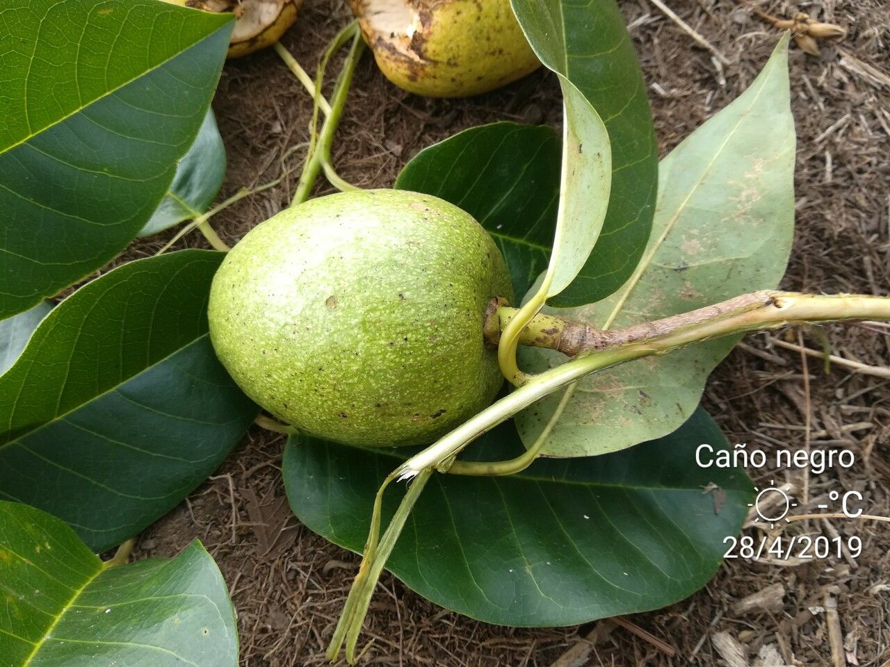Annona glabra fruit
