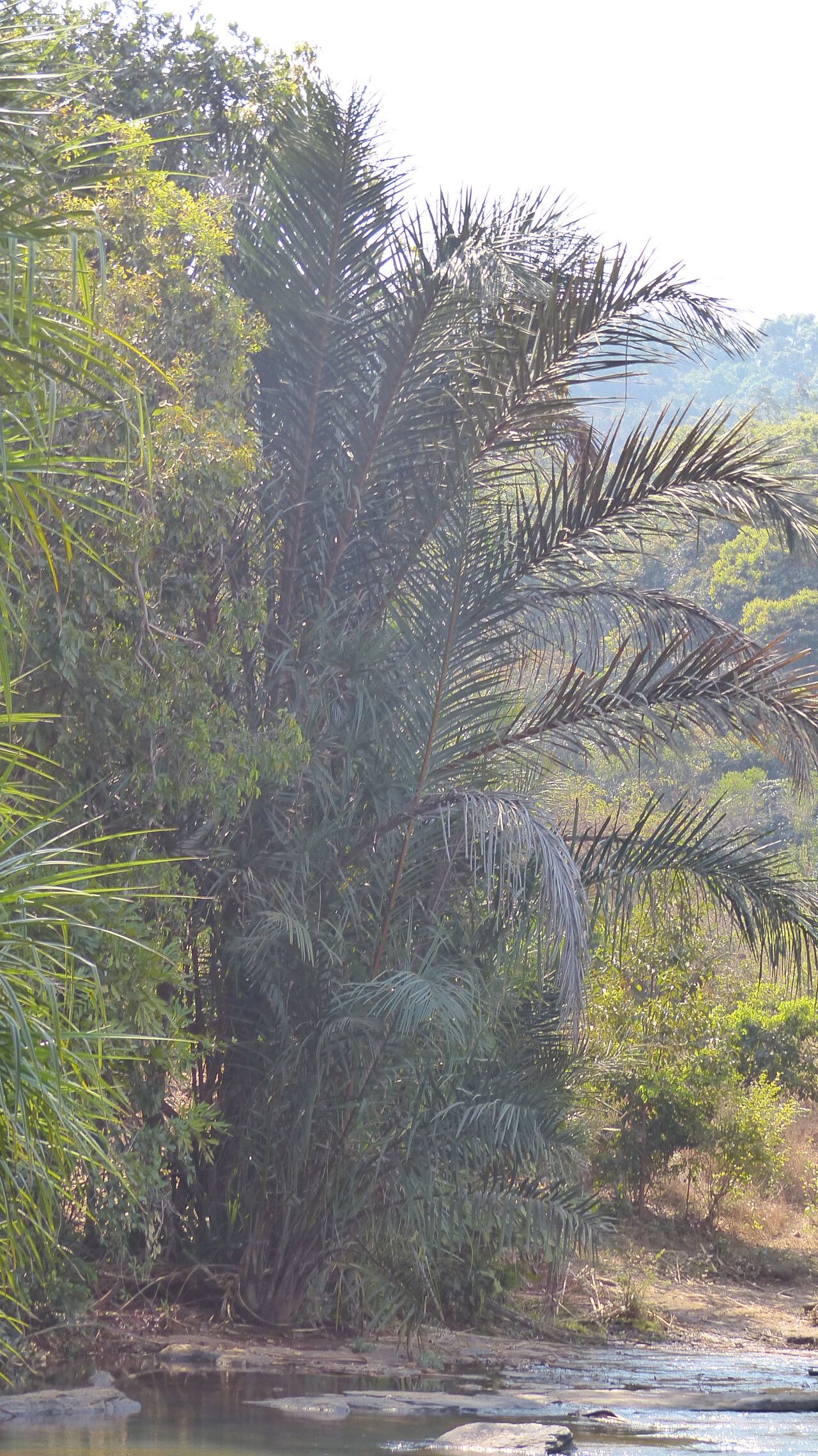 Raphia sudanica leaf