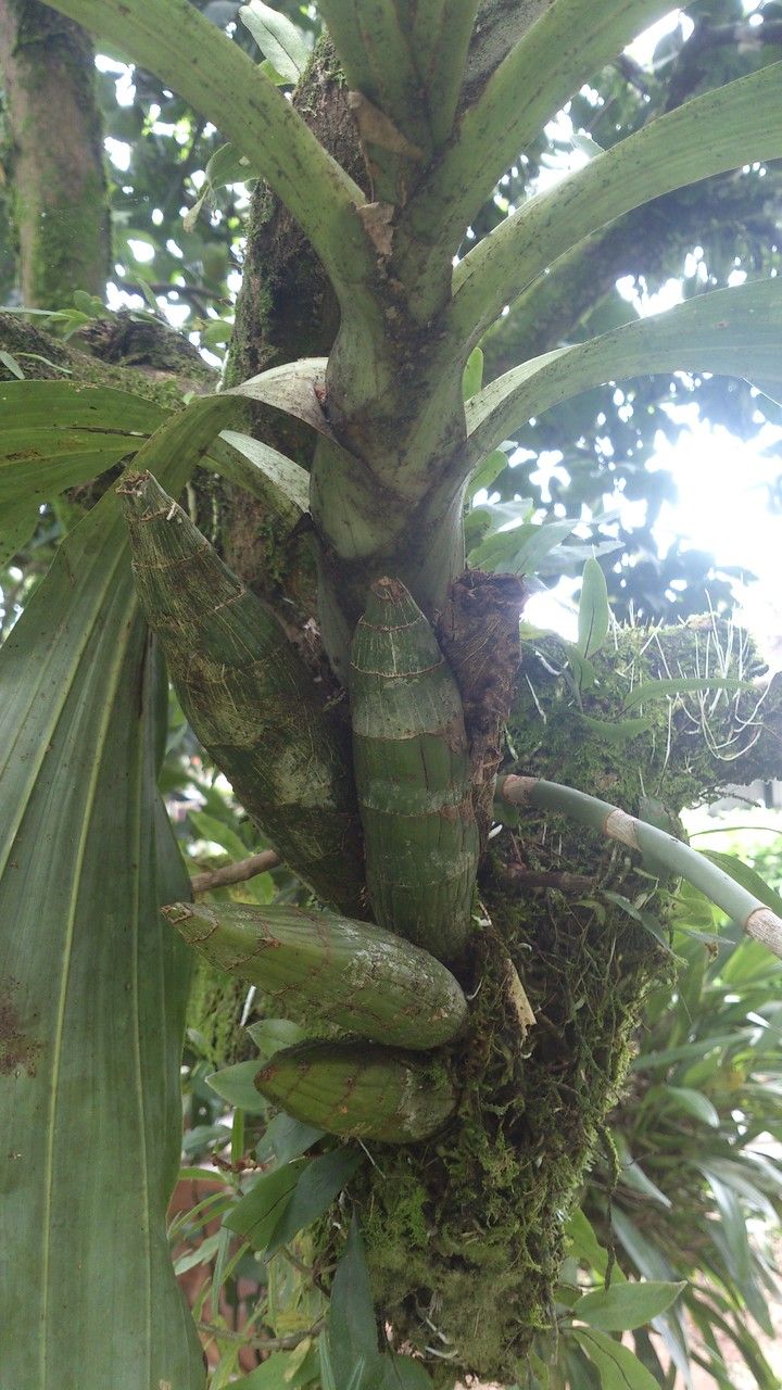 Catasetum maculatum — search result for 'Catasetum'