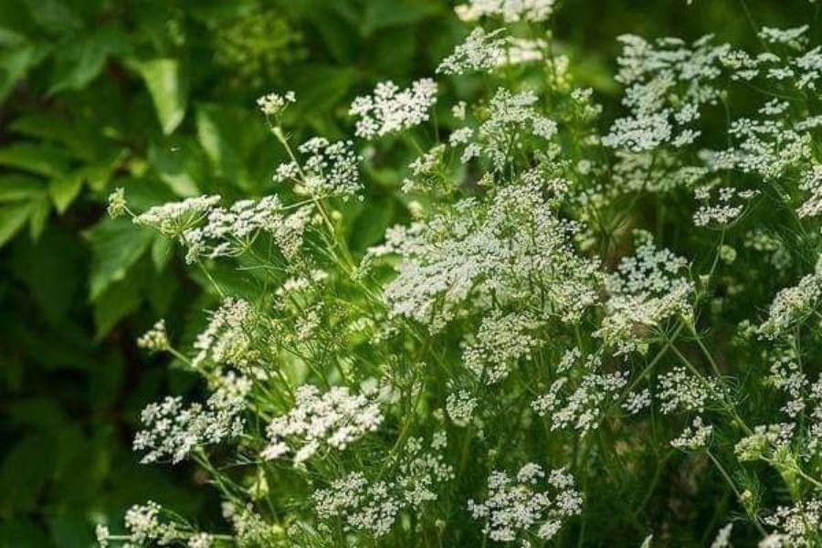 Pimpinella anisum flower
