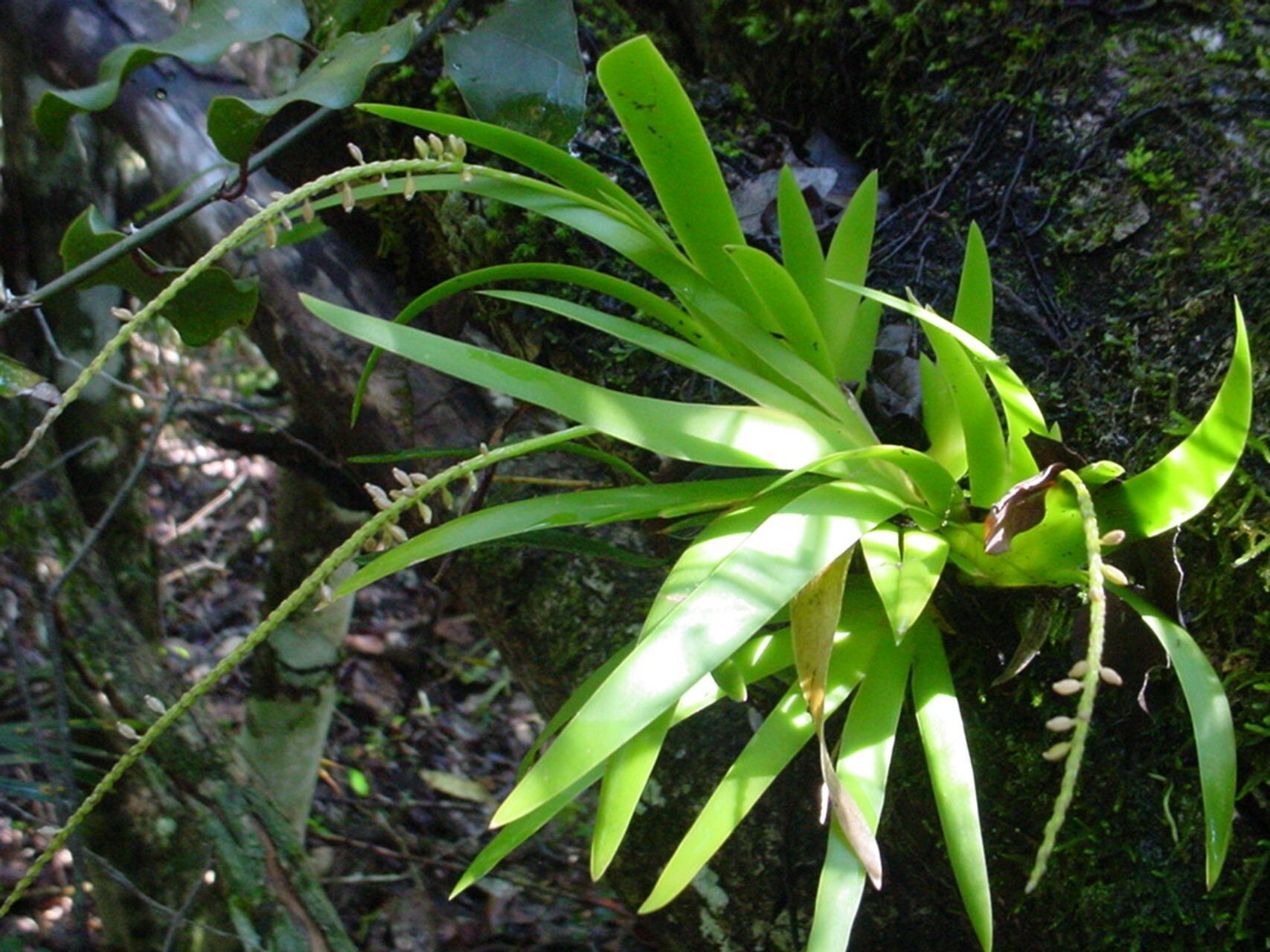 Oberonia ensiformis — related species from the same genus