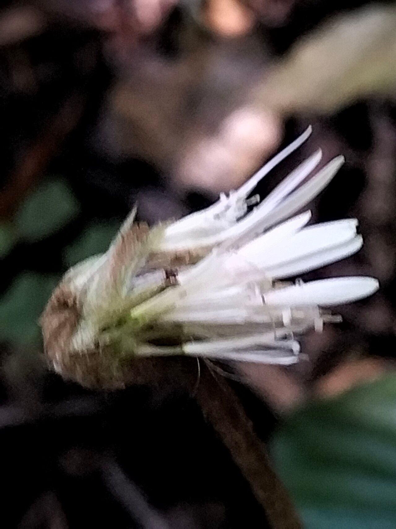 Gerbera cordata flower